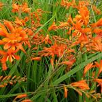 Crocosmia masoniorum - MONTBRÉTIA ,