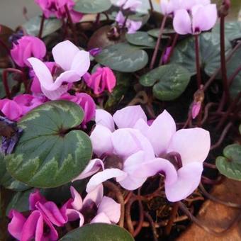 Cyclamen coum