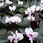 Cyclamen coum 'Album' - 