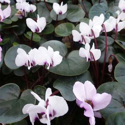 Cyclamen coum 'Album' - 