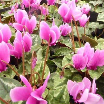 Cyclamen hederifolium - Herbst-Alpenveilchen