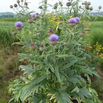 Cynara cardunculus