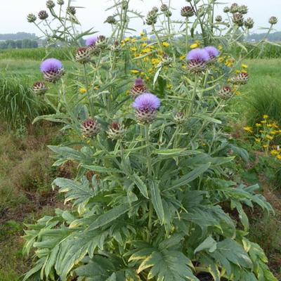 Cynara cardunculus - Wilde Artischocke