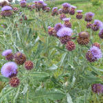 Cynara scolymus - Artichaut - Cynara scolymus