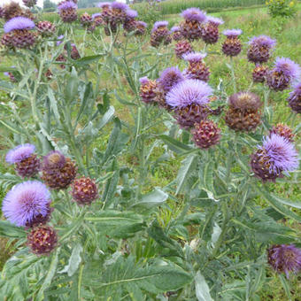 Cynara scolymus