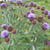 Cynara scolymus