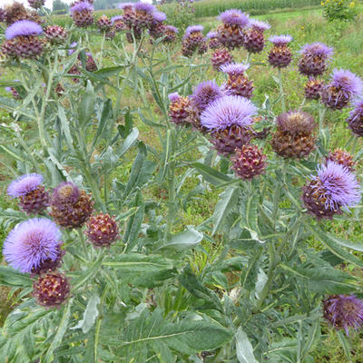 Cynara scolymus - Artischocke