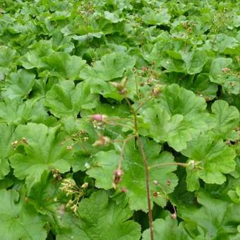 Darmera peltata