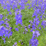 Delphinium  belladonna  'Atlantis' - Delphinium belladonna 'Atlantis'