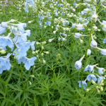 Delphinium belladonna 'Ballkleid' - 