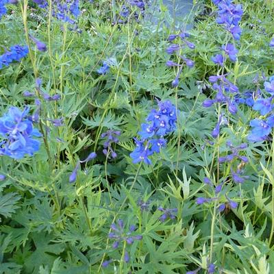 Delphinium belladonna 'Bellamosum' - Delphinium belladonna 'Bellamosum'