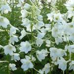 Delphinium 'Casa Blanca'  - 