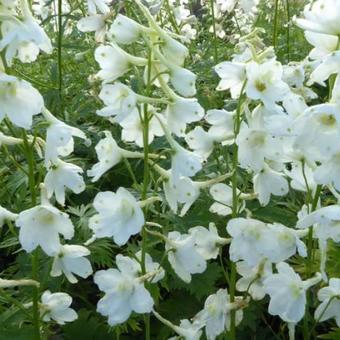 Delphinium 'Casa Blanca'