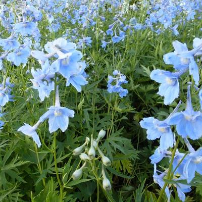 Delphinium belladonna 'Cliveden Beauty'