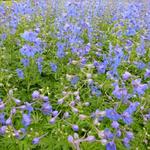 Delphinium belladonna 'Piccolo'  - 