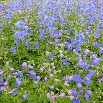 Delphinium belladonna 'Piccolo' 