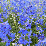 Delphinium 'Volkerfrieden' - 