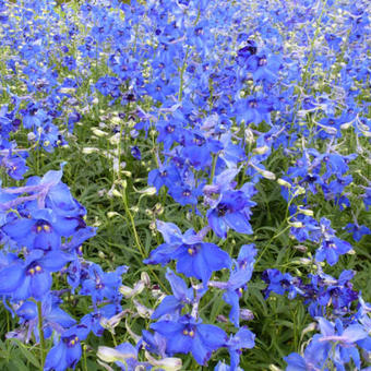 Delphinium 'Volkerfrieden'