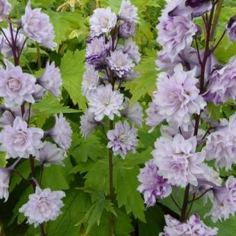 Delphinium elatum HIGHLANDER 'Chacha'