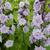 Delphinium elatum HIGHLANDER 'Chacha'