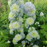 Delphinium elatum HIGHLANDER 'Moon Light' - 