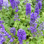 Delphinium 'Black Knight' - 