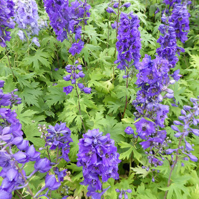 Delphinium 'Black Knight' - 