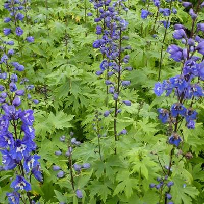 Delphinium 'Blue Bird' - 