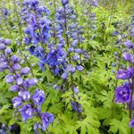 Delphinium pacific-giant 'Blue Jay' - 