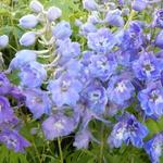 Delphinium 'Camelliard' - Delphinium 'Camelliard'