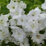 Delphinium 'Galahad' - 