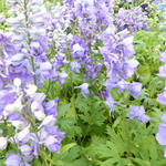 Delphinium pacific-giant 'Guinevere' - 