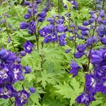 Delphinium  'King Arthur' - 