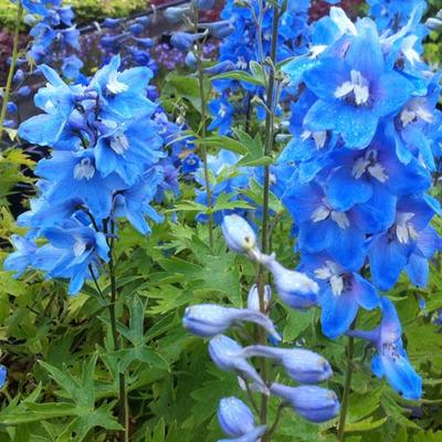 Delphinium 'Summer Skies' - Delphinium 'Summer Skies'