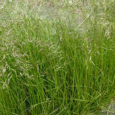 Deschampsia cespitosa - Canche cespiteuse