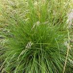 Deschampsia cespitosa 'Bronzeschleier' - 