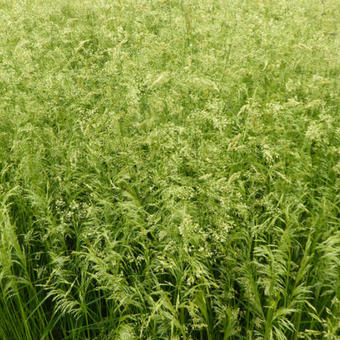 Deschampsia cespitosa  'Goldschleier'