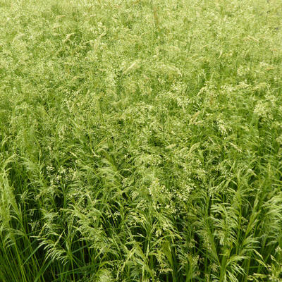 Deschampsia cespitosa  'Goldschleier' - Deschampsia cespitosa 'Goldschleier'