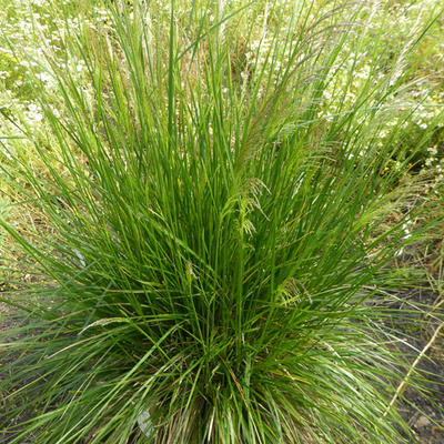 Deschampsia cespitosa 'Goldtau' - 