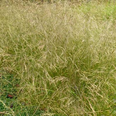 Deschampsia cespitosa 'Schottland' - Deschampsia cespitosa 'Schottland'