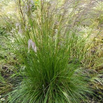 Deschampsia cespitosa 'Tardiflora'