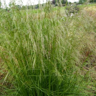 Deschampsia cespitosa 'Tauträger' - Deschampsia cespitosa 'Tauträger'