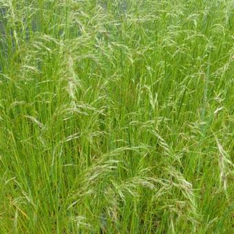 Deschampsia cespitosa var. vivipara