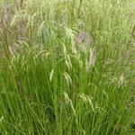 Deschampsia cespitosa 'Waldschratt' - 