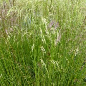 Deschampsia cespitosa 'Waldschratt'