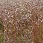 Deschampsia flexuosa - 