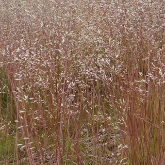 Deschampsia flexuosa