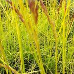 Deschampsia flexuosa 'Tatra Gold' - 