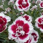 Dianthus x allwoodii 'Alice' - 