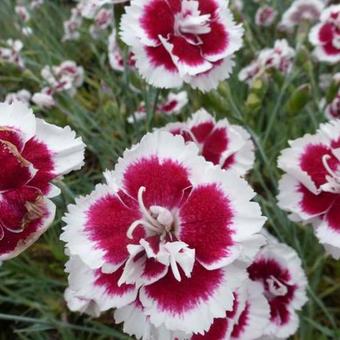 Dianthus x allwoodii 'Alice'